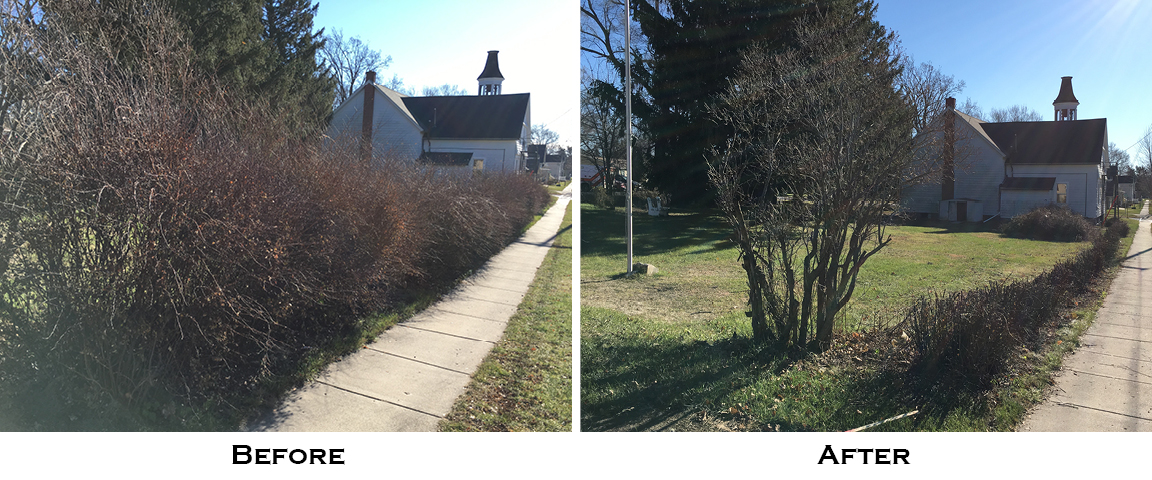 bushes before and after