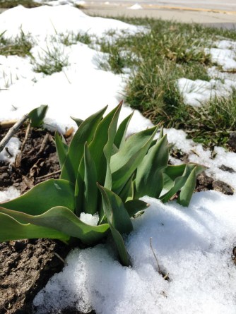 tulips under snow