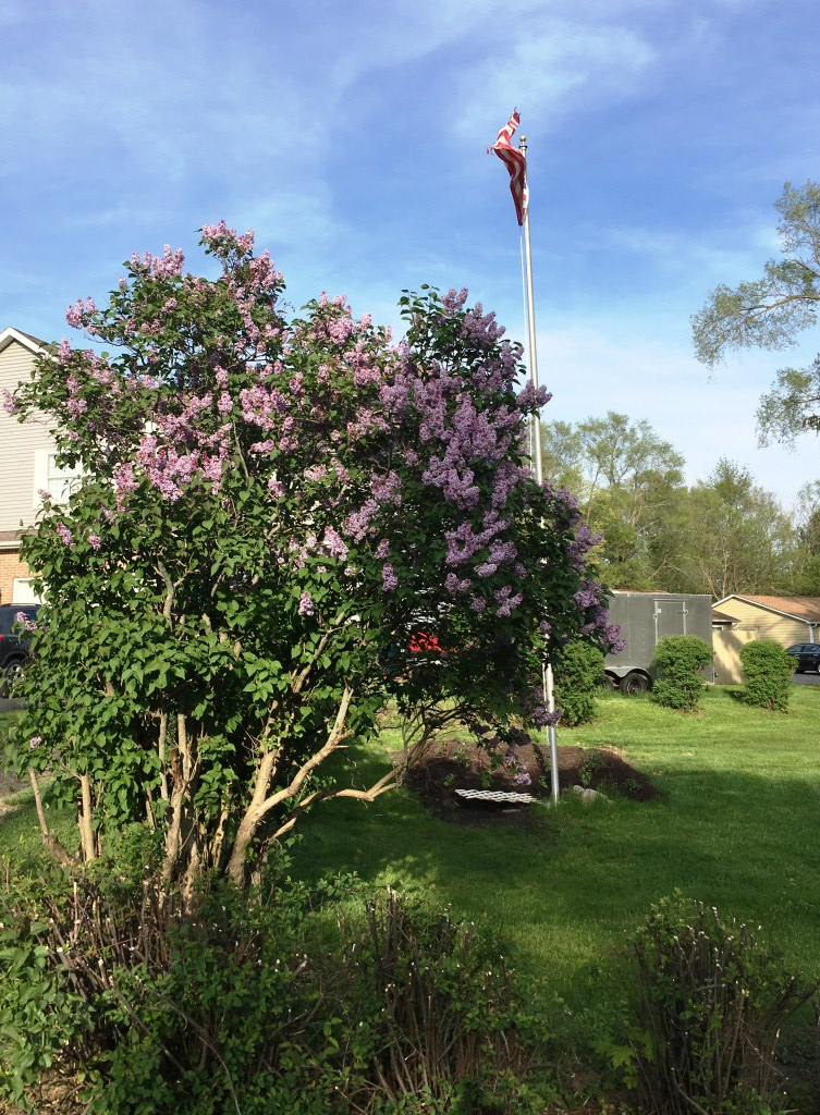 lilac bush