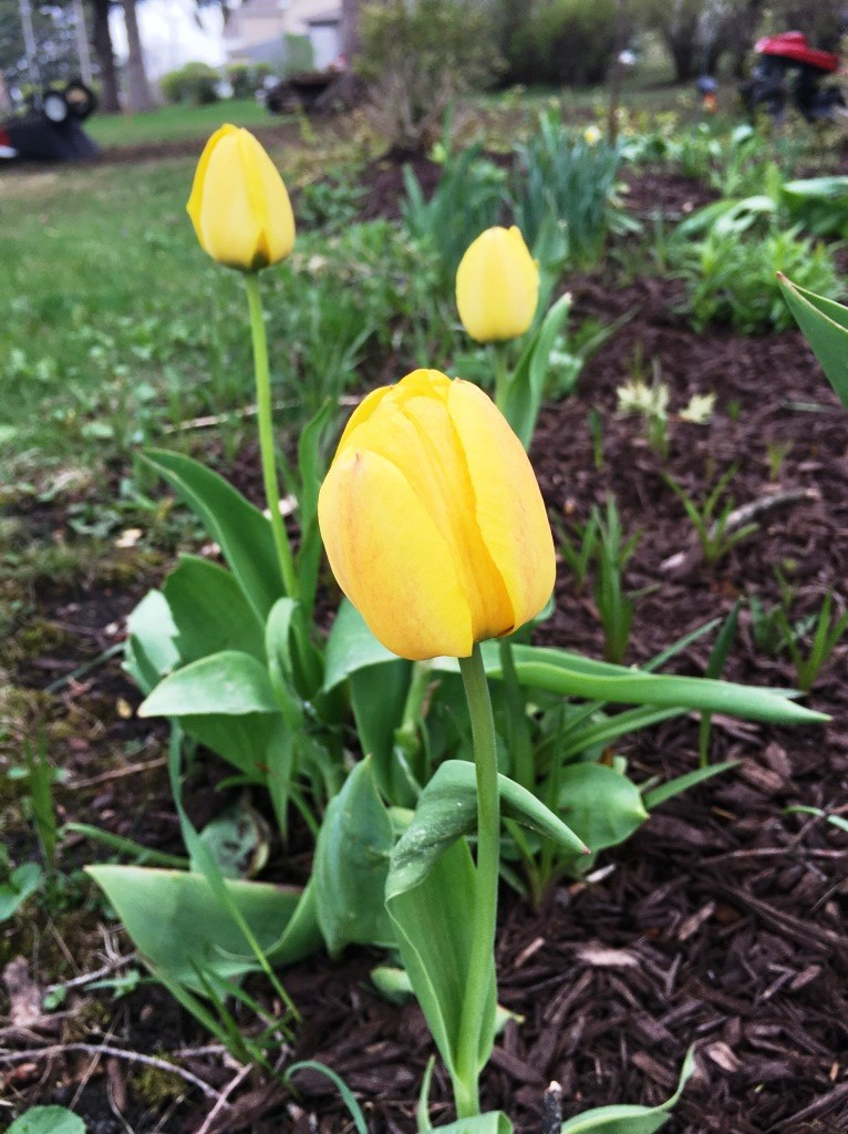 yellow tulipd