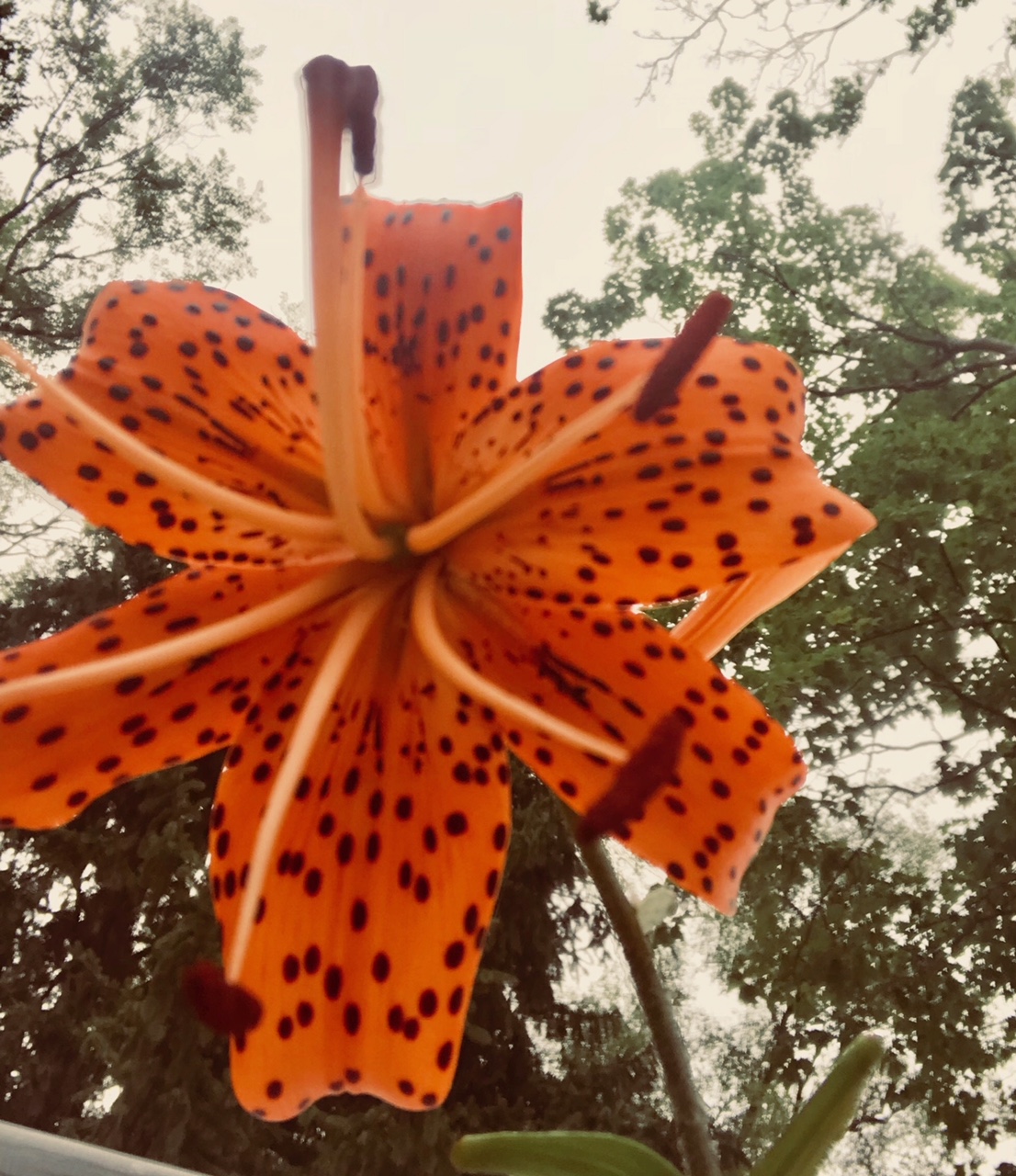 turks cap by uncle al