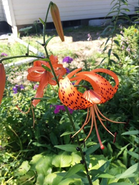 turks cap lily