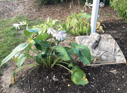 hostas around flagpole