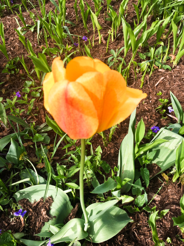 tulip