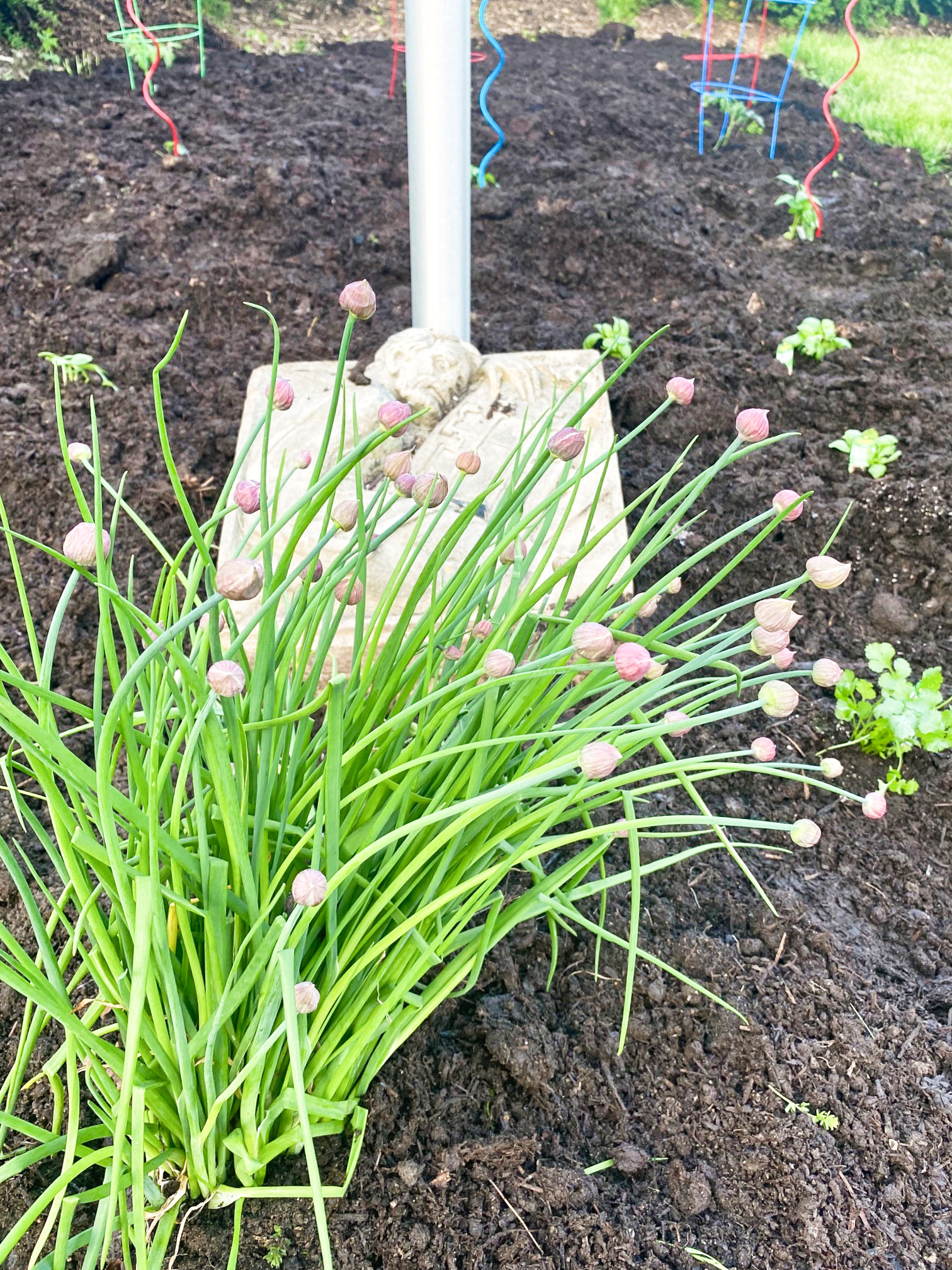 mulch chives